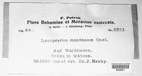 Lycoperdon montanum image